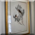 A52. Gould and Richter bird lithograph with gold frame. 